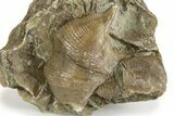 Fossil Brachiopod (Cyrtospirifer) Plate - Russia #322176-1